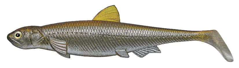 Evergreen Last Ace 140