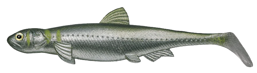 Evergreen Last Ace 140