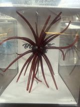 Burtek Tackle Jerkin Urchin 20mm