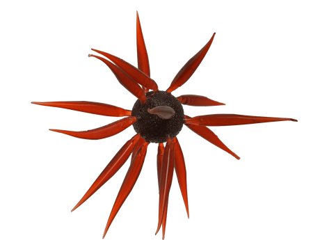 HIDEUP Coike Fish Elastomer L