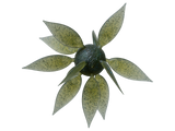 Hideup Coike Fish Gill L