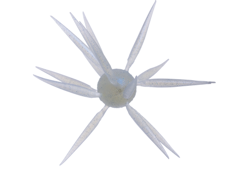 HIDEUP Coike Fish Elastomer L