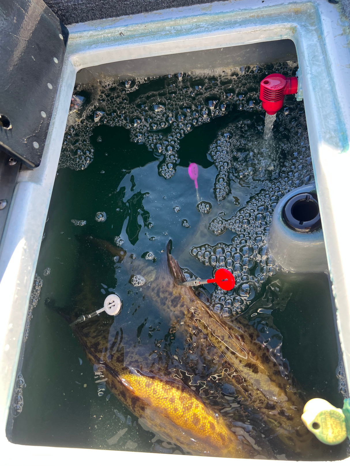 DD26 Fishing Cull Tags