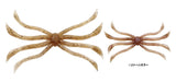 Zappu Fish Magnet Octopus