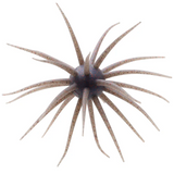 HIDEUP Coike Fullcast