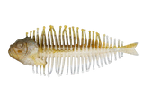 DSTYLE Geelacanth