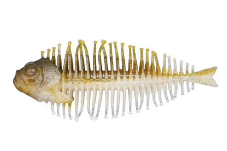 DSTYLE Geelacanth