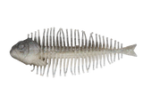 DSTYLE Geelacanth