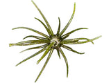 Hags Big Tex Urchin Bait