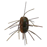 Yamamoto Fuzzy Nut