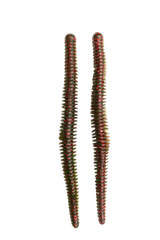Hag's Tornado Worm