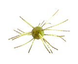 Strike King Tumbleweed Salted 3in.
