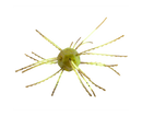 Strike King Tumbleweed Floating 3in.