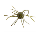 Strike King Tumbleweed Salted 3in.