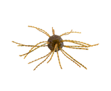 Strike King Tumbleweed Salted 3in.