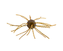 Strike King Tumbleweed Salted 3in.